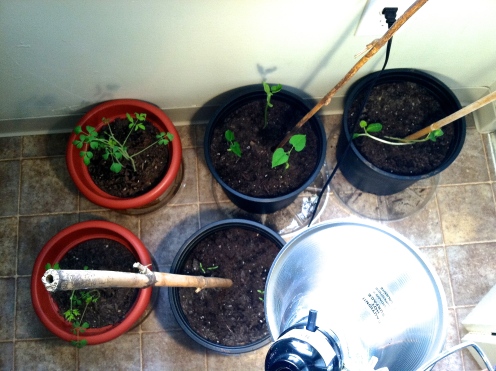 Indoor Veggie Grow-Op! 